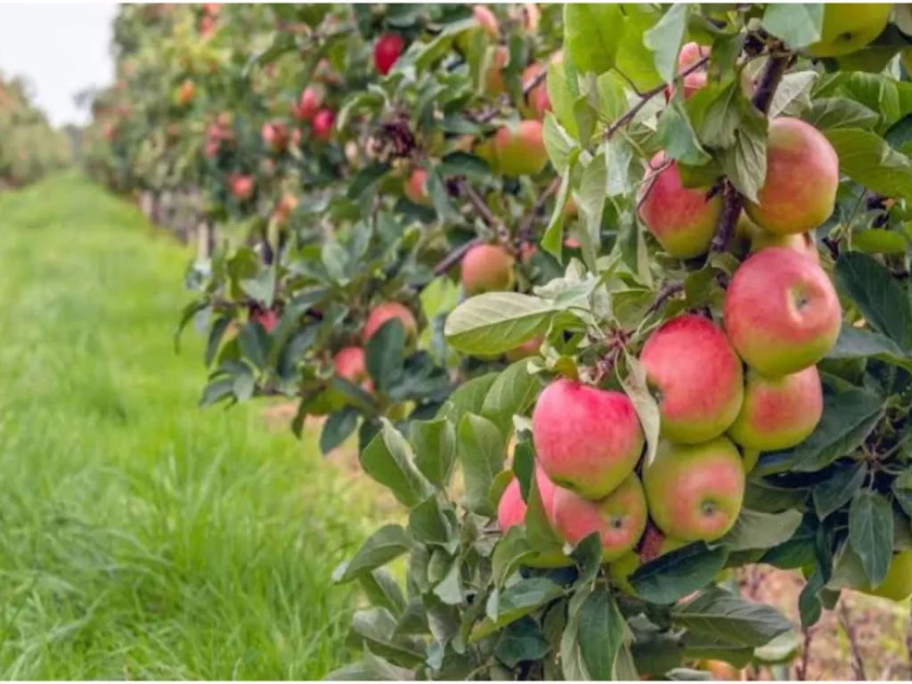 harshil apple Orchard